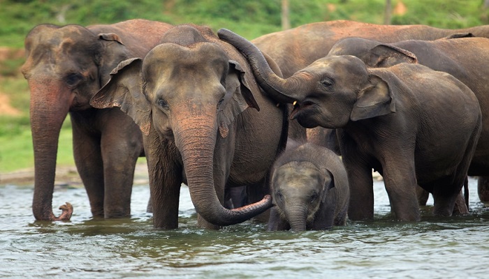 Elephant Conservation in India