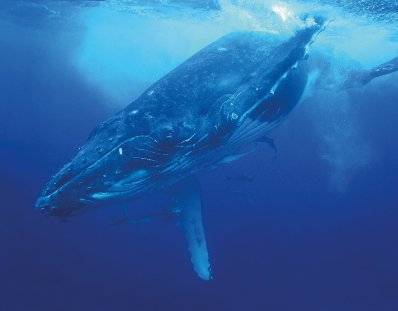 Diving Into the Blues