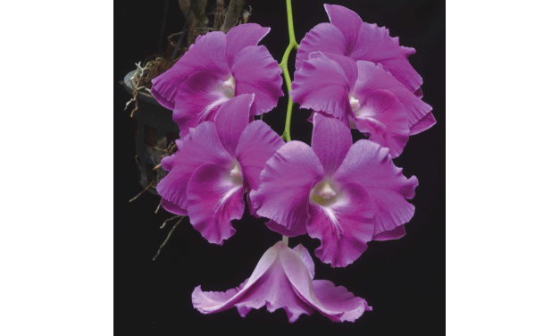 The mystique world of Orchids