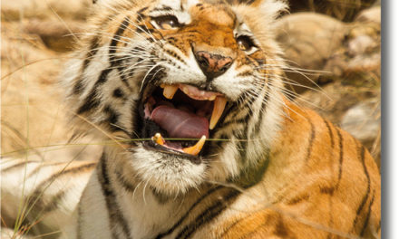 Sharmilee – The Queen Of Bijrani Zone, Corbett National park