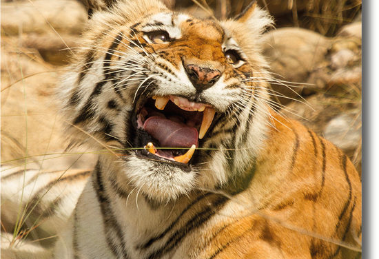 Sharmilee – The Queen Of Bijrani Zone, Corbett National park