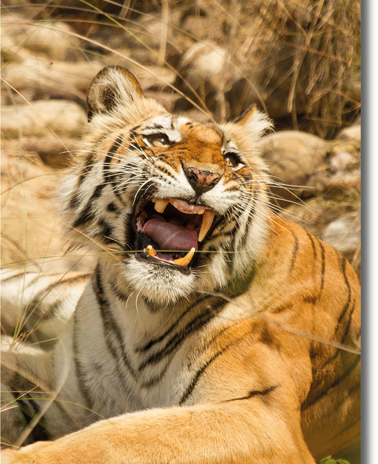 Sharmilee – The Queen Of Bijrani Zone, Corbett National park