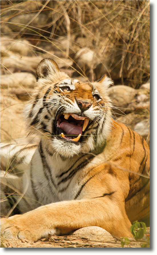 Sharmilee – The Queen Of Bijrani Zone, Corbett National park
