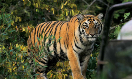 The Wild Nature Of Nature Tourism
