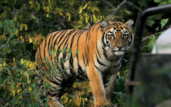 The Wild Nature Of Nature Tourism