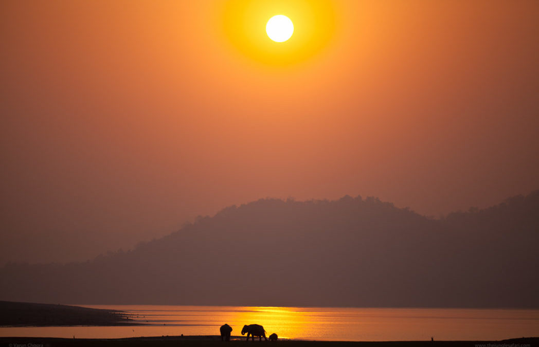 The Trumpets of Corbett National Park