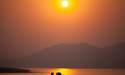 The Trumpets of Corbett National Park