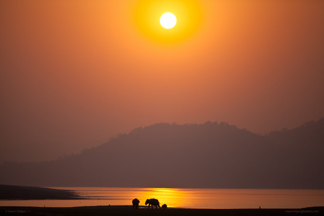 The Trumpets of Corbett National Park