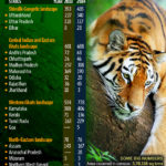 India’s tiger population sees 30% increase