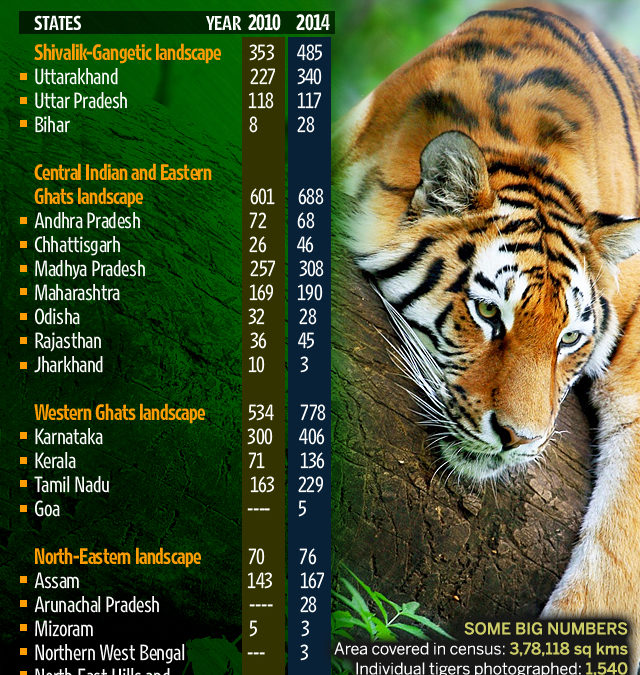 India’s tiger population sees 30% increase