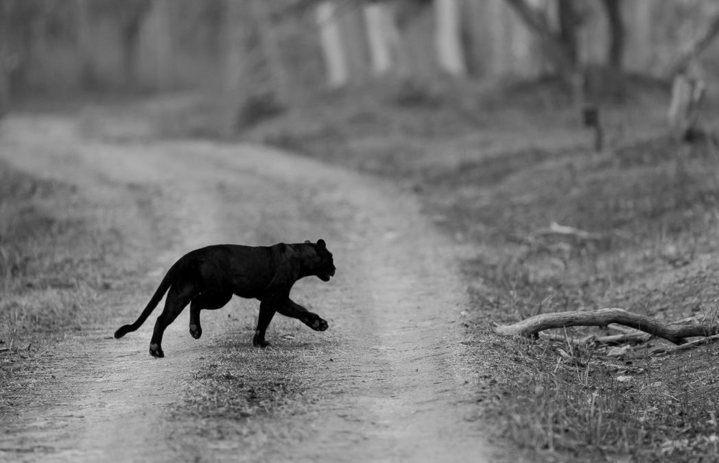 Black panther The phantom of the forest