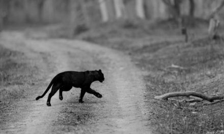 Black panther The phantom of the forest