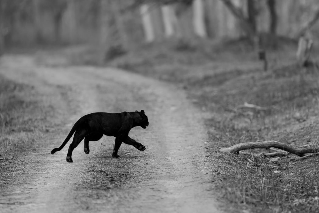 Black panther The phantom of the forest
