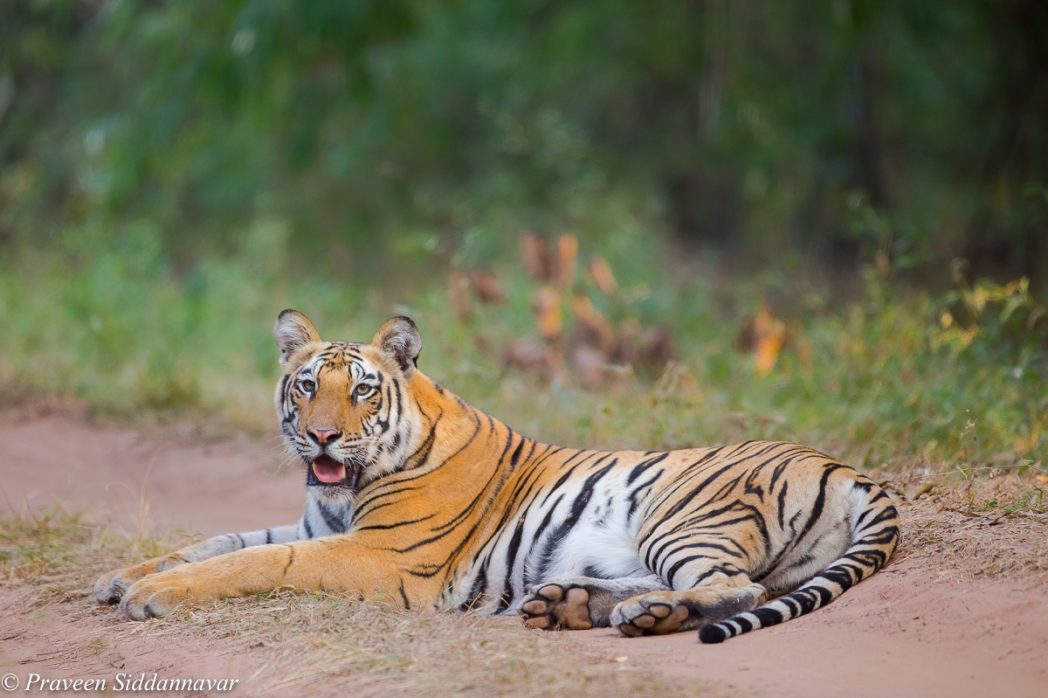 Tiger!!Tiger!!!