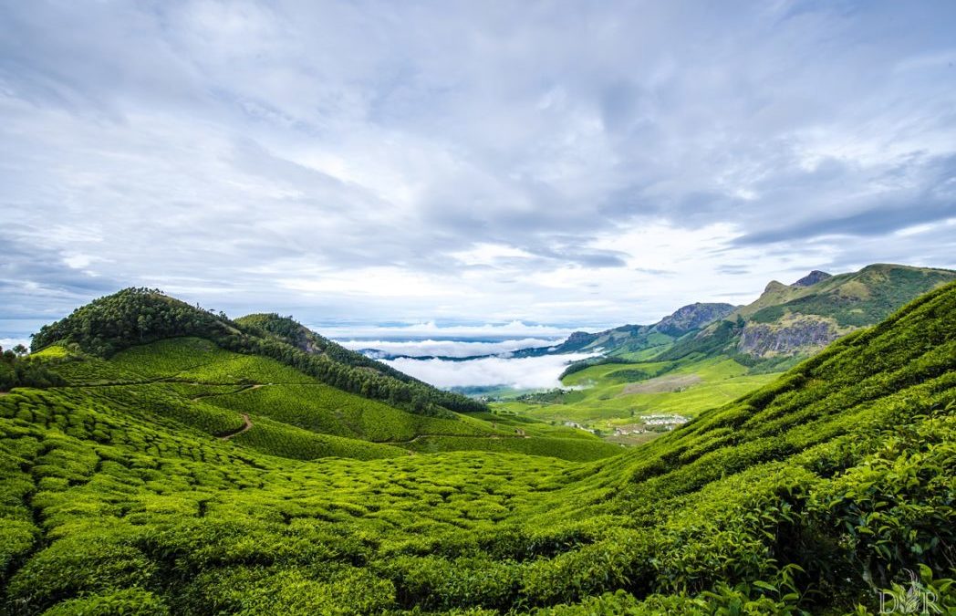 Amidst the tea plantations,above the clouds