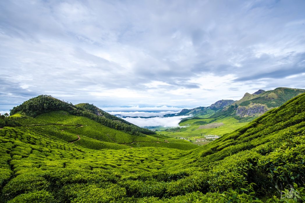 Amidst the tea plantations,above the clouds