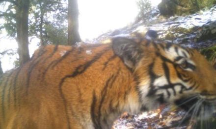 Tiger spotted above 12,000 ft 