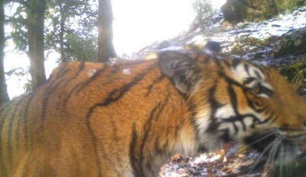 Tiger spotted above 12,000 ft 