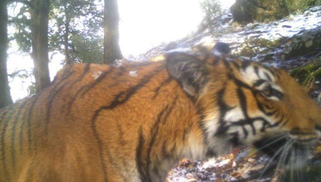 Tiger spotted above 12,000 ft 