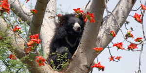 Bear-Rescue