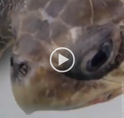 Plastic straw removed from turtle’s nose by marine biologists