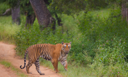 Bandipur’s celebrity tiger Prince is dead