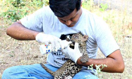 This Delhi-based organisation has rescued, treated, and released over 1,500 wild animals