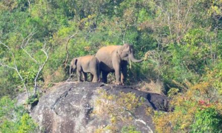 Wildlife sanctuary for Malappuram soon