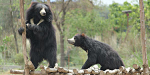 bears