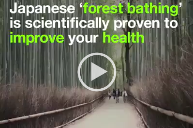 Forest Bathing – Japan