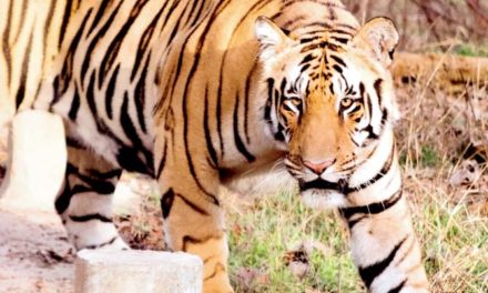 Alive and roaring! Missing tiger Bali spotted in Pench