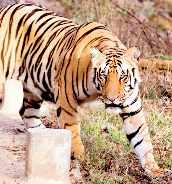 Alive and roaring! Missing tiger Bali spotted in Pench