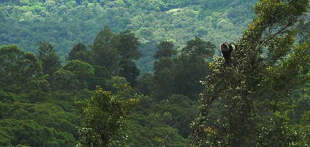 Endangered Lion-tailed Macaque