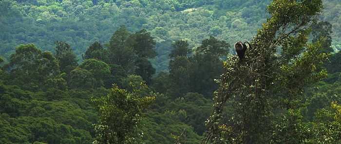 Endangered Lion-tailed Macaque