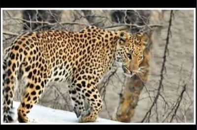 A first in world: Rajasthan to get leopard reserves