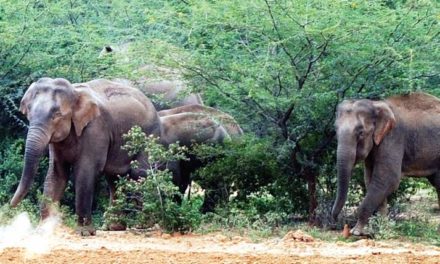 168 elephants sighted in Bhadra wildlife reserve during census