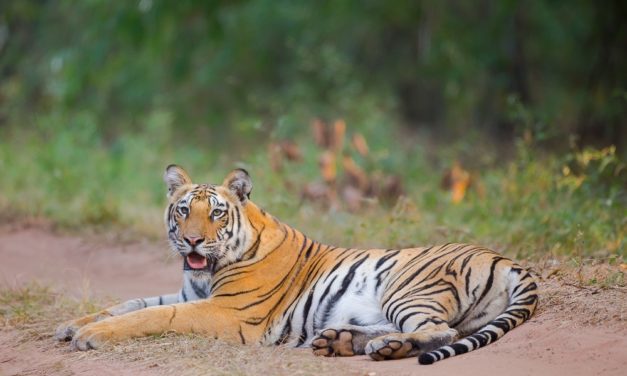 6 tiger reserves worth Rs 1.5 lakh crore, says valuation study