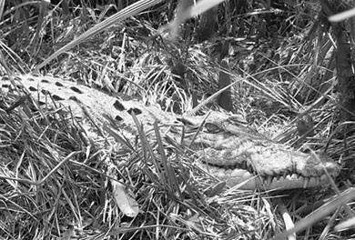 Over 24 crocodile nesting sites spotted in Bhitarkanika