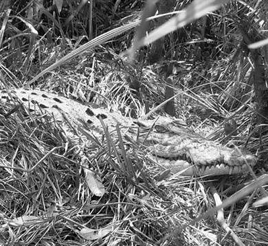 Over 24 crocodile nesting sites spotted in Bhitarkanika