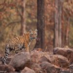 Wildlife of Karnataka