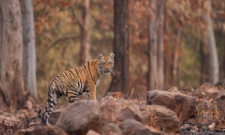 Wildlife of Karnataka