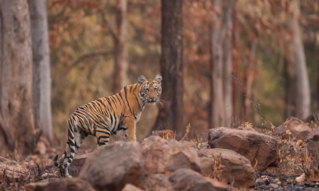 Wildlife of Karnataka
