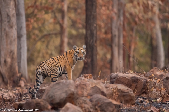 Wildlife of Karnataka