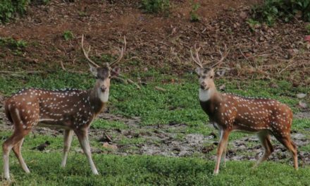 177 more spotted deer sighted this year in Mumbai’s Sanjay Gandhi National Park