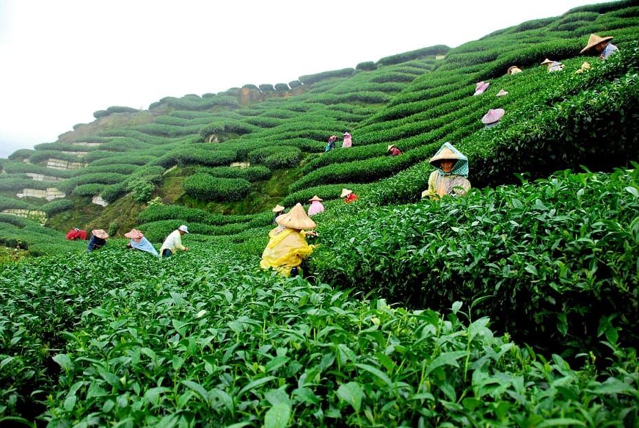 Awesome Assam