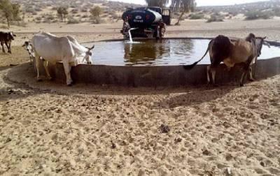 BSF men play Good samaritans to birds, wildlife in Jaisalmer