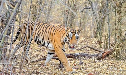 3-year-old tiger walks 125 km from Panna to Bandhavgarh, authorities name him Bahubali 2