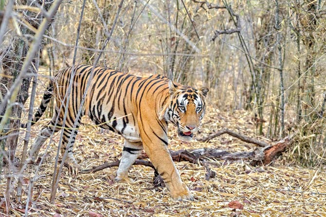 3-year-old tiger walks 125 km from Panna to Bandhavgarh, authorities name him Bahubali 2