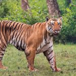 The Prince of Bandipur is no more