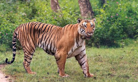 Tiger Census goes digital in Karnataka